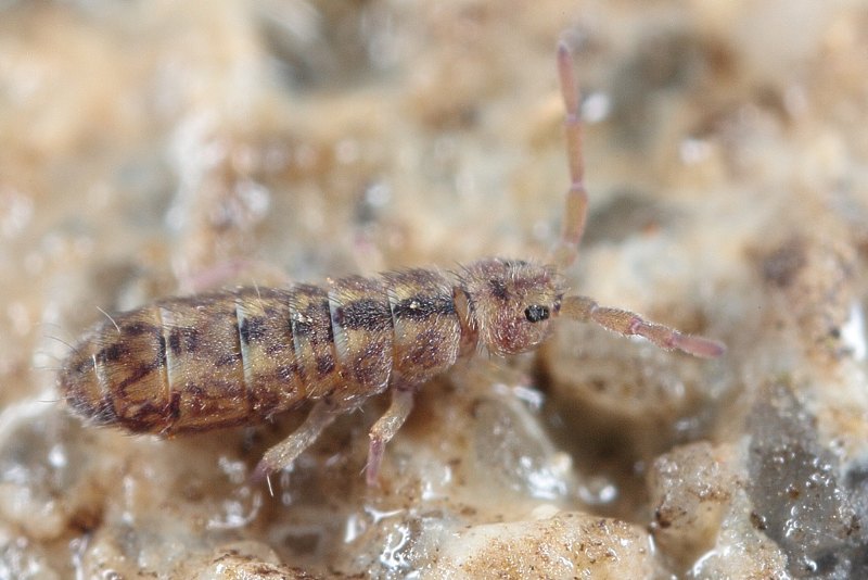 Представитель Семейства Isotomidae